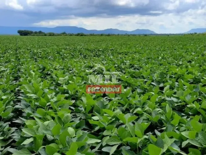 Fazenda 1.065 alqueires (5.112 hectares) Campos Belos - Go
