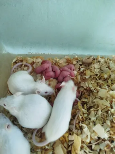 Camundongos