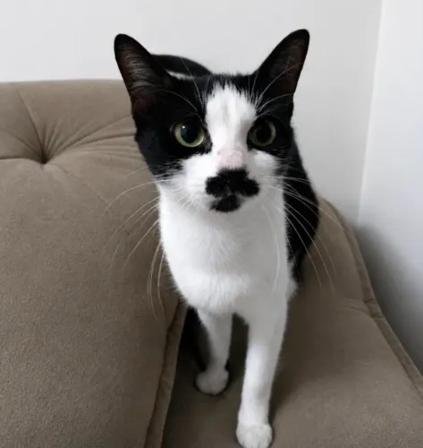 Gata filhote SUPER carinhosa castrada e Vacinada