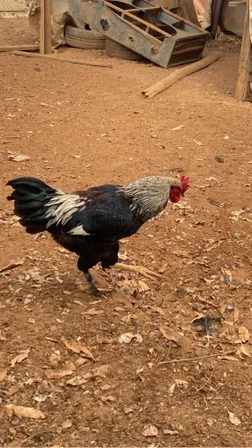 Galos 