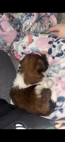 shihtzu fêmea