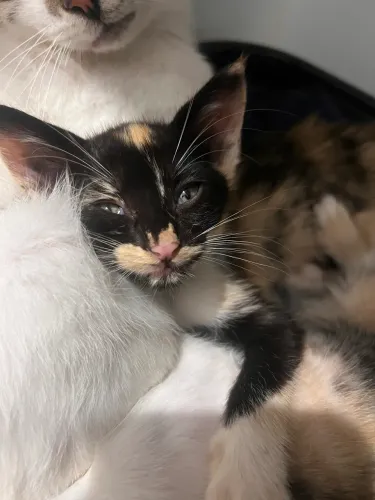 Gatos para adoção