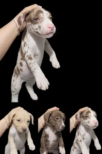 Cachorro Pitmonster 