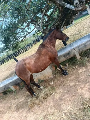 Vendo égua mansa 