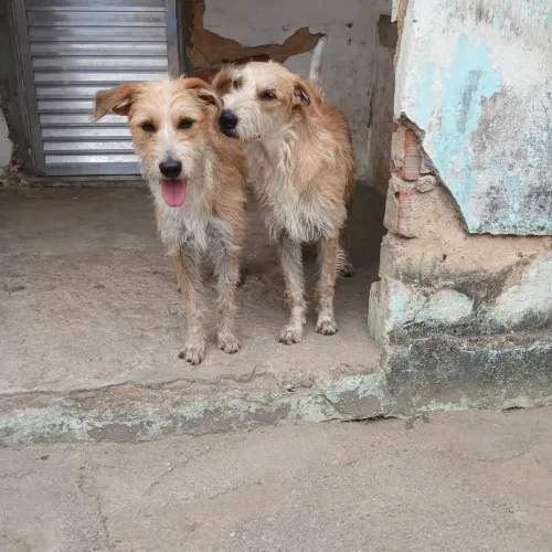 Cachorros fiapo de manga adoção conjunta vacinados e castrados