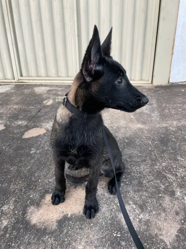 CANIL PASTOR BELGA MALINOIS 