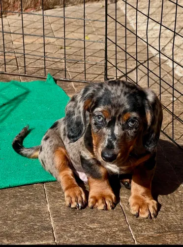 Teckel com pedigree 