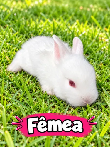 FILHOTE DE COELHO MINI LION HEAD FÊMEA