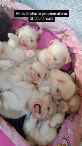 Lindos filhotes de pequinês 