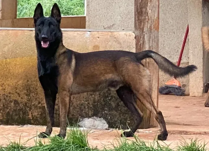 FILHOTES PASTOR BELGA MALINOIS