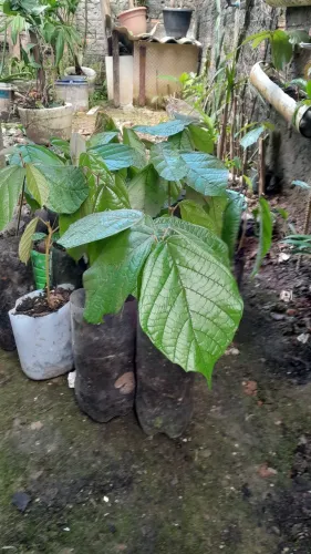 Mudas de cupuaçu. 