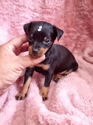 Pinscher Miniatura 