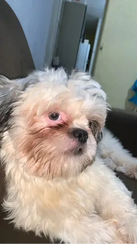 Shitzu 1 ano
