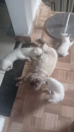 Doase gatos siamês