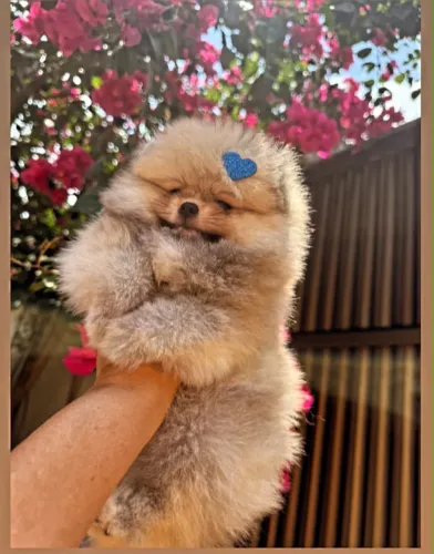 Spitz alemão anão