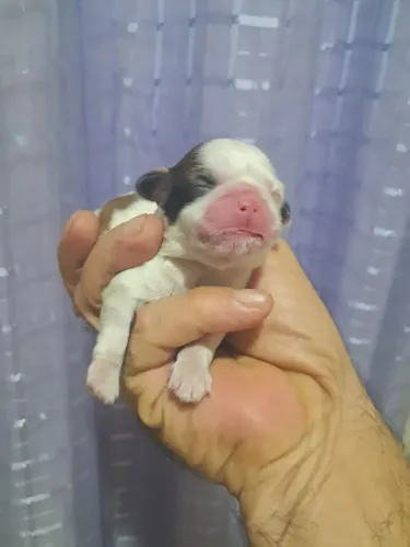 Lindíssimas shihtzus mini fêmeas para reserva 