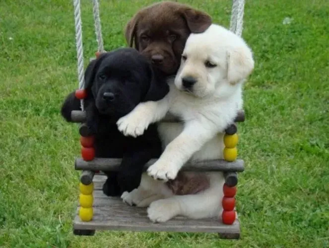 Labrador Prontos para Descobrir o Mundo