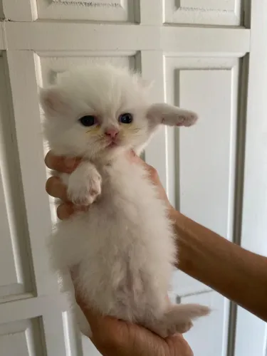 Gato persa filhote (Sinop-MT)