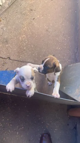 Cachorro boxer mae e pai no local