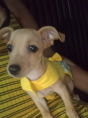 Vendo pinscher N 1 