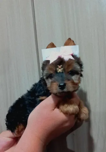 Yorkshire fofinho