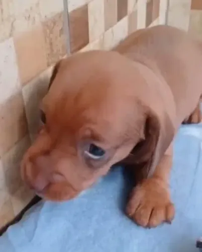 Filhotes de Dachshund (Salsicha, Teckel)