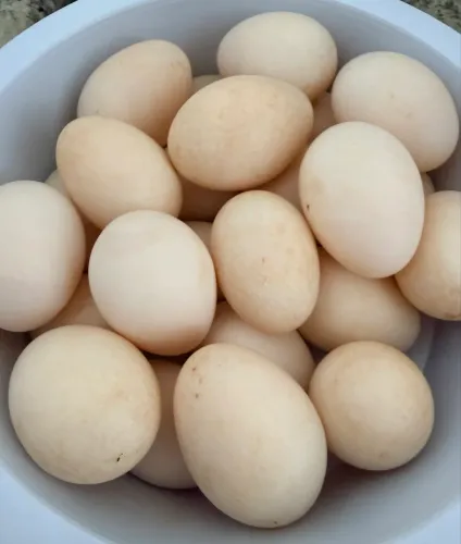 Ovos galados de pata