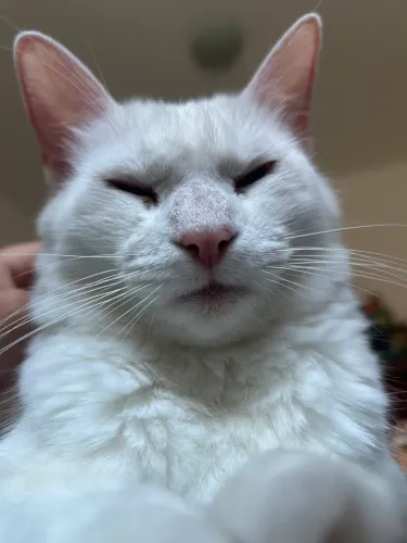 Doa-se gato