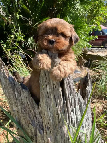 Lhasa Apso maravilhosa