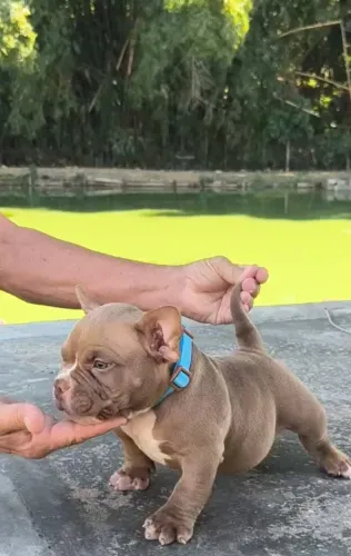 AMERICAN BULLY - MACHOS E FÊMEAS