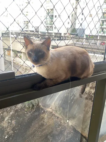 Casal gatos siamês castrados 