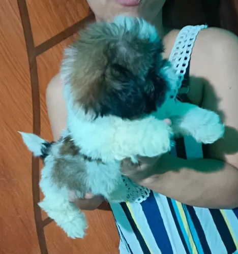 Cachorro 