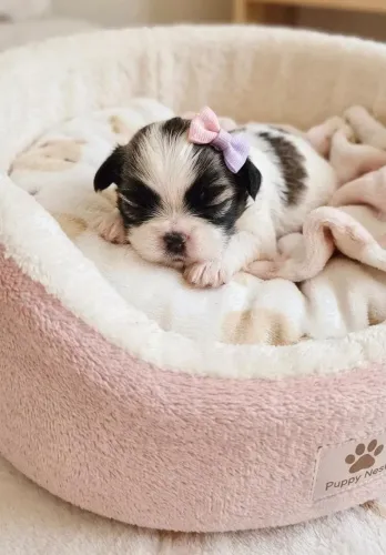 Bebês shihtzu 