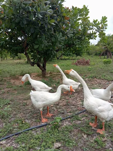 GANSO SINALEIRO BRANCO DISPONÍVEL 