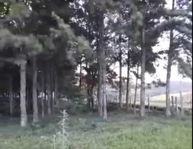 PINUS EM PÉ C/ 22 ANOS_EM TORNO DE 2400 ÁRVORES