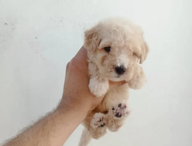 Poodle N1 FOFOS FOFOS FOFOS!