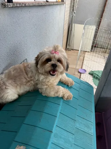 Fêmea de cria Lhaza apson