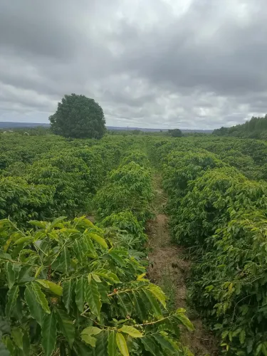 Fazenda de café