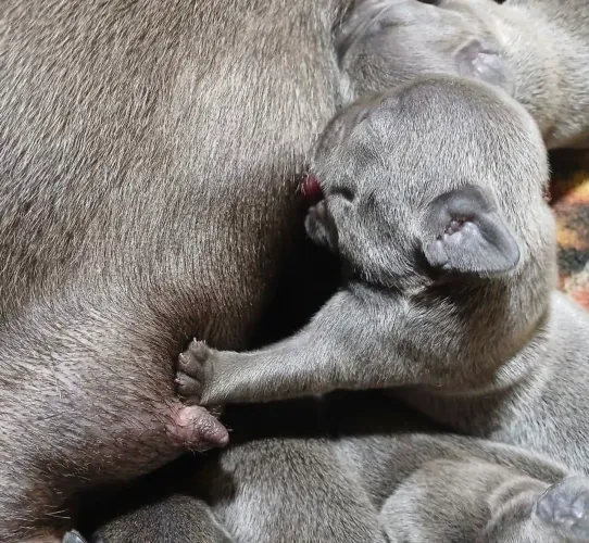 Buldogue francês reserva BLUE 