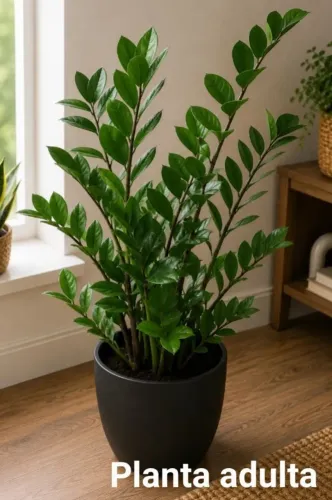 Muda ZAMIOCUCA, planta natural