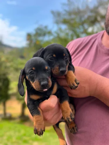 Lindos filhotes de salsicha Dachshund