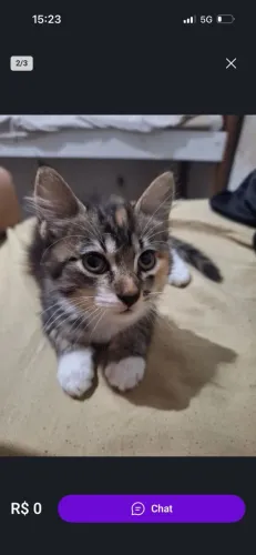 Gatinha para adoção 