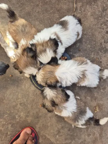 shih tzu