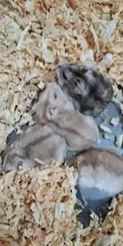 Hamster anão filhotinhos