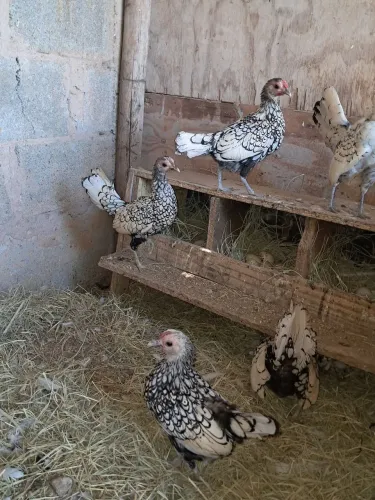 Galinha sebrayt prata adulta