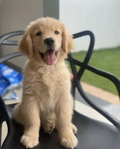 Golden Retriever - Uma Fofura Pronta Para Encontrar Um Novo Endereço