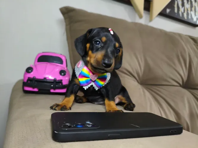 Dachshund Fêmea Mini (Linguicinha)