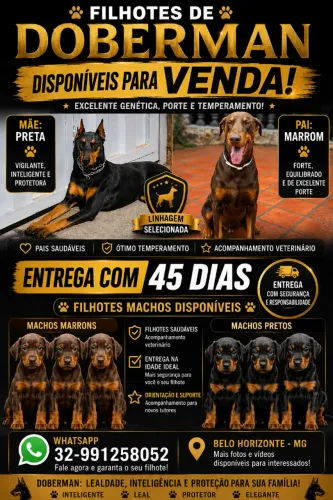 Cachorro doberman