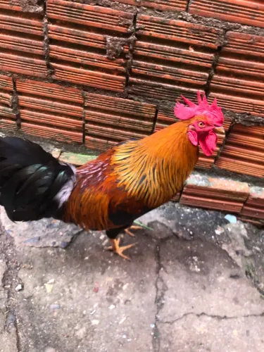 galo
