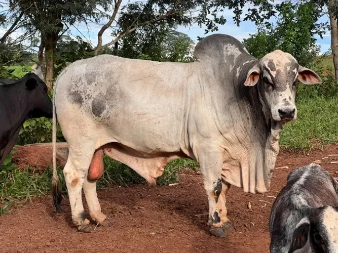 Touro Nelore mocho P.O., com seis anos de idade, em plena maturidade produtiva. Animal de 
